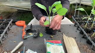 【100%成功】ナスの接木　誰でも簡単　2023年　 eggplant grafting from in japan