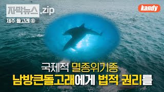 [제주 돌고래 이야기 ⑧] 국제적 멸종위기종 남방큰돌고래에게 법적 권리를 부여하자!