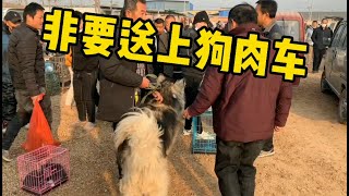 大爺硬要把阿拉送上狗肉車，到底因為啥？一群人都勸不住！