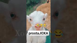 ECHKIDAN TRENDNI ZURI😂BECHORA QIZNI GAPINI QUYISHIBDI🤣#100k #funny #instagram #trend #top #respect