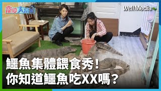 開箱鱷魚餵食秀！日常進食畫面一次看 雞腿鮭魚全上桌！飼主沙西米：全世界都不懂你的溫馴但我懂【寵愛大當家】EP3 WellMedia  @crocosashimi