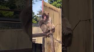 【高尾山さる園】ケチャップくんの撮影を邪魔をするアンヌちゃん【Snow monkey】 #猿山 #animals #高尾山　#高尾山さる園　#MTTAKAO