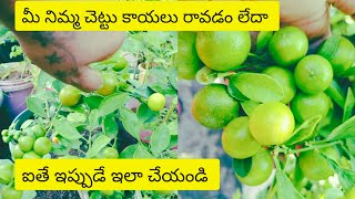 How to grow lemon plant | lemon plant care in telugu