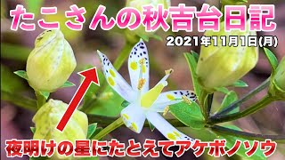 【たこさんの秋吉台日記　2021/11/01（月）】アケボノソウを発見することができました！素敵な名前の由来を教えてもらいました！