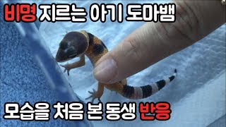 새끼 도마뱀 부화를 처음 본 집돌이 동생ㅋㅋ 초절정 귀여움 [집돌이]