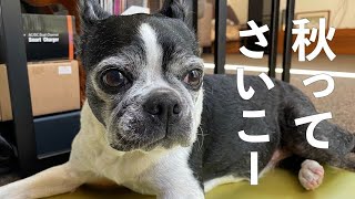 シニア犬15歳にはやっぱり秋がやさしい【ボストンテリア/Bostonterrier Lulu】