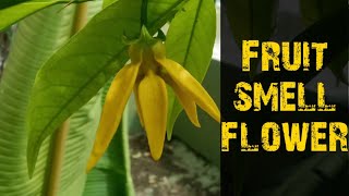 Fruit smell flower/ Manoranjitham/மனோரஞ்சிதம்/ | Hari Champa | Manorangini / Artabotrys hexapetalus