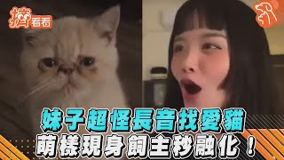 妹子超怪長音找愛貓 萌樣現身飼主秒融化!｜TVBS新聞｜擠看看 #Shorts