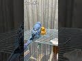 友達を蹴り飛ばすセキセイインコ