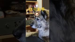 ナッツが食べたくてじいじにちょっかいを出すあざとかわいい犬のムーちゃん