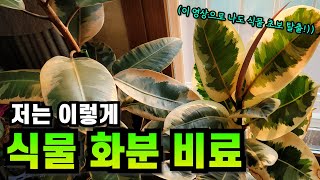 실내 식물 화분 비료 주기 영상 찾다 지쳐서 그냥 내가 만든 영상