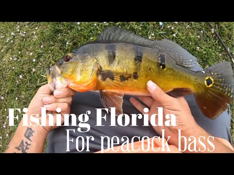 Florida fishing for peacock bass