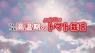 徳寿工業(株)「クールサット」ハウス（ミニトマト栽培例）