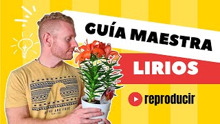 🌷Cómo Cuidar  Lirios o Lilium en Maceta: ¡Guía Completa!