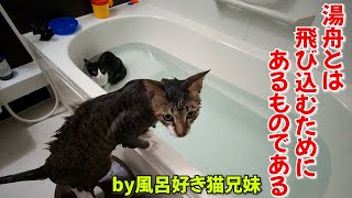 また飛び込んだ！洗ってる途中に脱走して湯舟にダイブする保護猫がこちらです