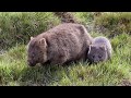 Common wombat with a joey @ cradle mountain (Tasmania) Part 3