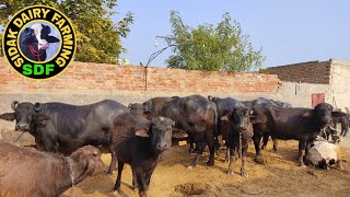 Two Buffaloes for sale, 2 ਮੱਝਾਂ ਵਿਕਾਊ ਪਿੰਡ ਕੋਟਲਾ ਰਾਏਕਾ