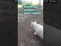 KENA TAMPEL KUCING JANDA KEMBANG