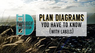 A-Level Biology - 10 Plan diagrams you have to know (with labels)