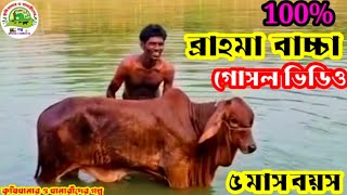 এডিএল👉৫ মাস বয়সী ব্রাহমা বাচ্চার ভিডিও👉🐂ADL 100% Brahman bulls