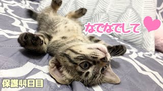 お腹なでなでシッポふりふり＆離乳食もぐもぐ　生後53日目【ももちゃん日記41】Petting your belly and wagging your tail. eat baby food.