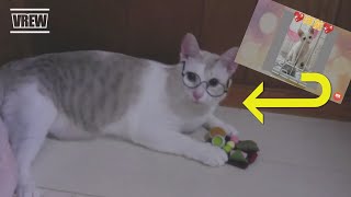 【#シャム猫の色変わりすぎる選手権】にエントリーできない猫