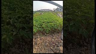 farming in nepal #tomato