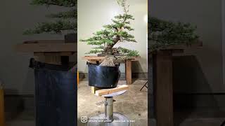 atlas cedar first styling