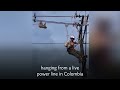 sloth saved from live power line by clinging onto broom in colombia