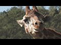 giraffes animals collection in 8k hdr 60fps ultra hd