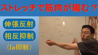 ストレッチで筋肉が縮む？　－伸張反射と相反抑制(Ｉａ抑制)－