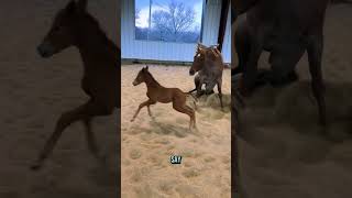 Watch my colt run around the arena with his mom! So cute!