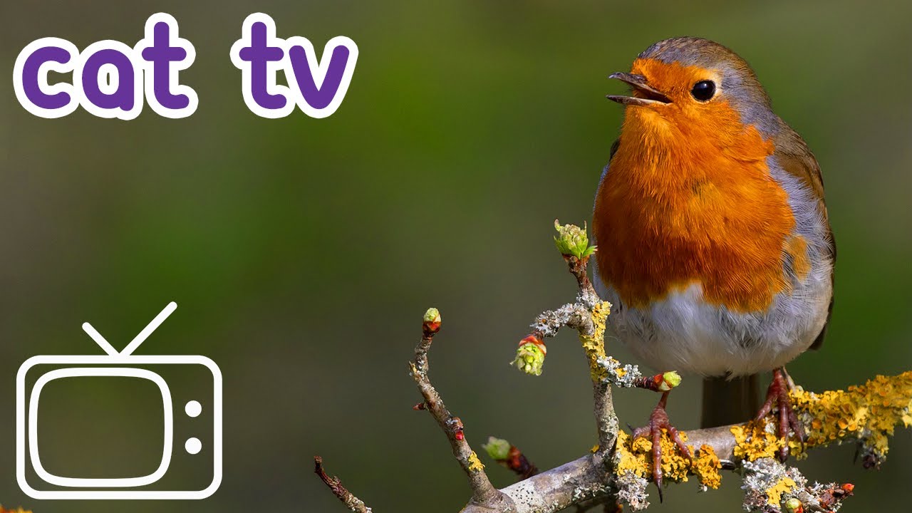 Cat Tv Stay Indoors And Entertain Your Cat New Youtube Music