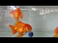 goldfish ปลาทอง オランダシシガシラ