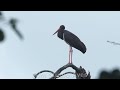 black stork magic moments n the wild film studio aves