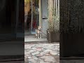 饭店门口的小狗也太乖了吧！坐的端端正正🐕i met a cute dog dog dogshorts dogs doglover pets 狗 狗狗 秋田犬 犬 宠物 宠物狗