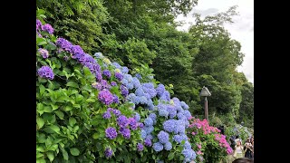 『飛鳥山公園（東京都北区）』線路沿いの飛鳥の小径　約1300株の紫陽花が約350メートルに咲き誇る初夏Ｐａｒｔ１