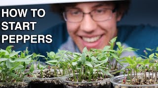 How to Germinate Pepper Seeds INCREDIBLY QUICK with 99% Germination!