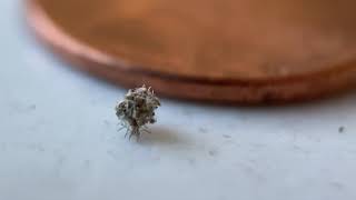 Walking Dust Bunny Actually a Lacewing Larvae Carrying Dead Prey