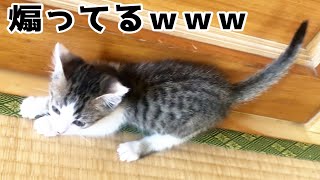 先住猫、煽ってる奴いる？ｗｗｗ（子猫保護猫）