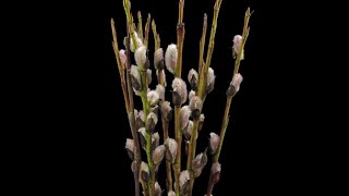 Blooming Willow Catkins Stock Video