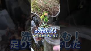 【#園芸　255カメ】トイレの窓際にイカした植物を置いておきたい（完成編）　😭「トイレにはーとても綺麗なー植物様がいるんやよ♪」　【庭の大開拓時代】 #shorts