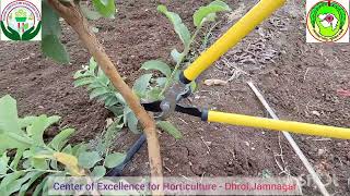 જામફળમાં છાંટણી કરવાની રીત (Guava Pruning)