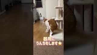 うんちの仕方のクセが強い猫　#保護猫 #cat #catshorts