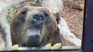 デザートいっぱいポンくん【‎2025年‎2月8日】【上野動物園】エゾヒグマ