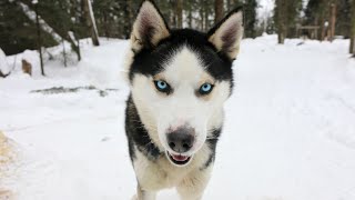 Comforting a Sick Siberian Husky Tips and Advice