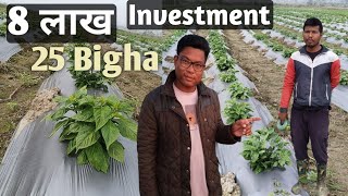 King Chilli farm 25 bigha ||  8 Lacs Investment  || बेबाराव 20 लाख मोनगोन ||