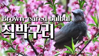 [Eng Sub] A brown-eared bulbul having nectar from flowers Ep.057