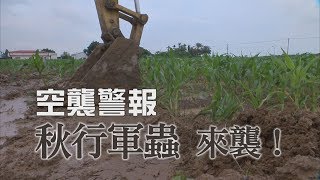 【外來種入侵】空襲警報｜秋行軍蟲 來襲！(第1009集 2019-06-17)