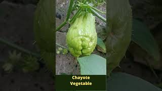 Amazing Chayote Vegetable Full of Benefits #Shorts